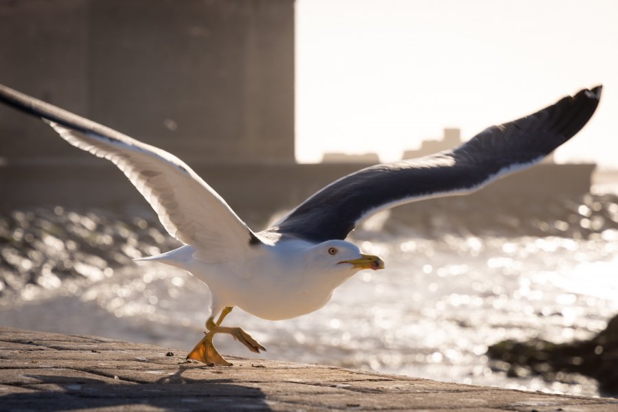 Essaouira | Agence de voyage à Marrakech